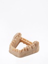 Ultracur3D® DM 2505 Dental Model