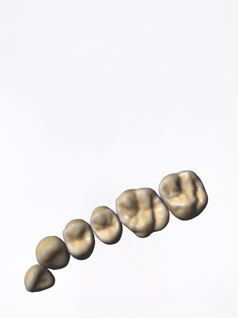 DentalCAD - Modulo ZRS Tooth Library Flex